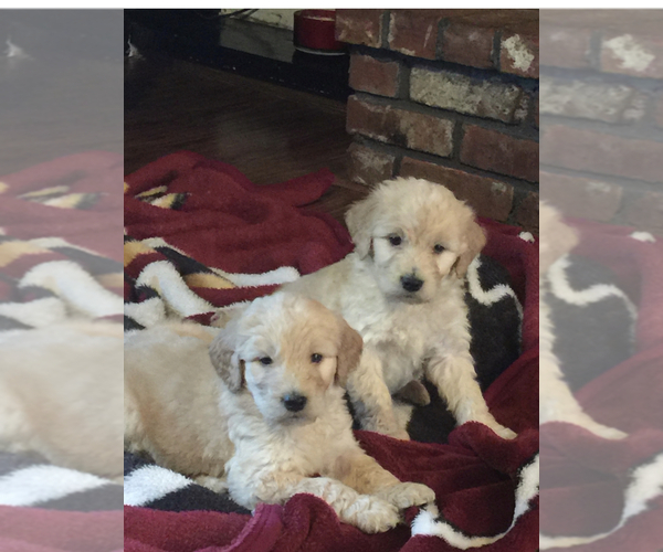 Medium Photo #5 Goldendoodle Puppy For Sale in ROCKWALL, TX, USA