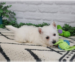 Small #8 West Highland White Terrier