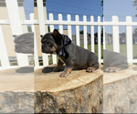 Small Photo #7 French Bulldog Puppy For Sale in WATAUGA, TX, USA