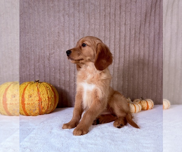 Medium Photo #1 Golden Retriever Puppy For Sale in INDIANAPOLIS, IN, USA