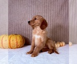 Image preview for Ad Listing. Nickname: Shetar