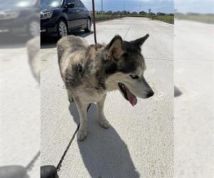 Siberian Husky Dogs for adoption in Houston, TX, USA