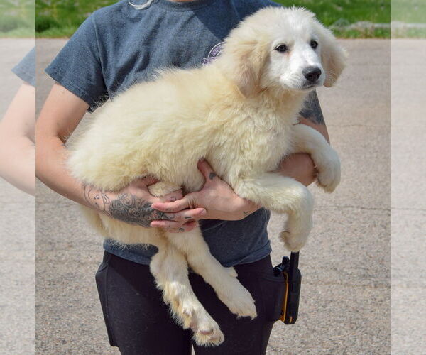 Medium Photo #2 Great Pyrenees Puppy For Sale in Huntley, IL, USA