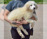 Small #1 Great Pyrenees