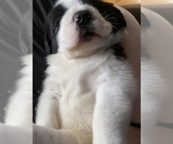 Medium Photo #3 Cane Corso-Saint Bernard Mix Puppy For Sale in WORCESTER, MA, USA