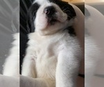 Small #2 Cane Corso-Saint Bernard Mix
