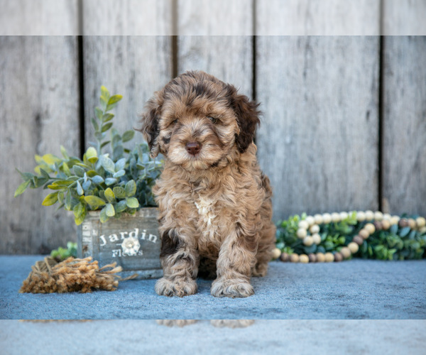 Medium Photo #2 Poodle (Miniature)-Portuguese Water Dog Mix Puppy For Sale in FREDERICKSBURG, OH, USA