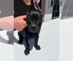 Small Photo #4 Cane Corso Puppy For Sale in RANCHO PALOS VERDES, CA, USA