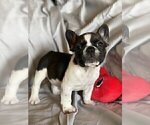 Small Photo #2 French Bulldog Puppy For Sale in ATL, GA, USA