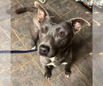 Small #19 American Pit Bull Terrier-Labrador Retriever Mix