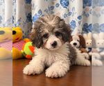 Litter of 4 - Male(s) and Female(s) Cockapoo (Miniature)Litter of Puppies for Sale - Photo #17