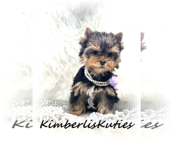 Medium Photo #4 Yorkshire Terrier Puppy For Sale in LIPAN, TX, USA