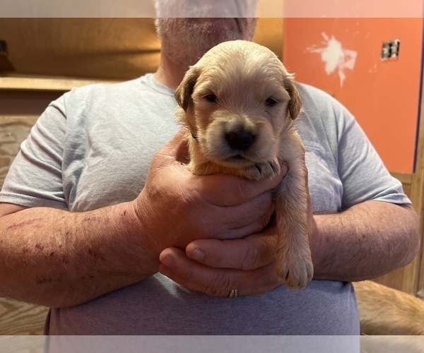 Medium Photo #1 Golden Retriever Puppy For Sale in TUCKERMAN, AR, USA