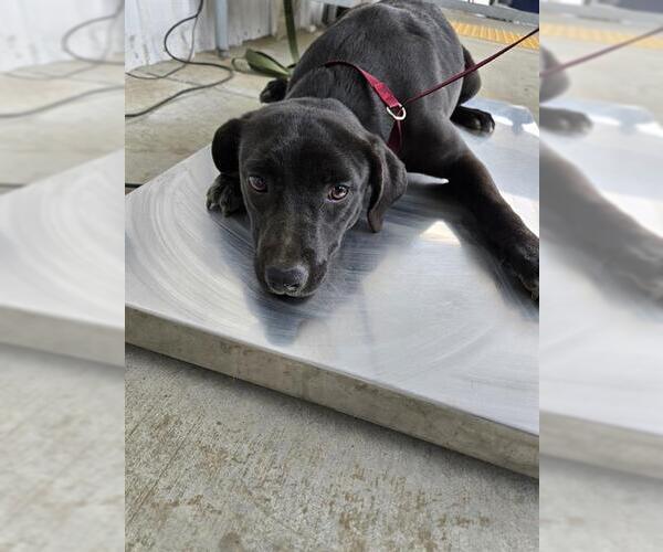 Medium Photo #1 Labrador Retriever Puppy For Sale in Bakersfield, CA, USA