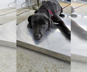 Labrador Retriever Dogs for adoption in Bakersfield, CA, USA