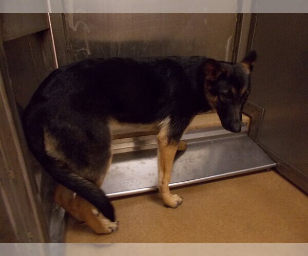 Medium Photo #1 German Shepherd Dog-Unknown Mix Puppy For Sale in Martinez, CA, USA