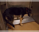 Small German Shepherd Dog Mix