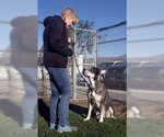 Small American Staffordshire Terrier-Huskies Mix