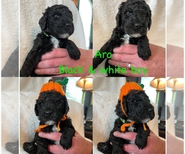 Medium Photo #14 Goldendoodle Puppy For Sale in DENVER, NC, USA