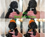 Small Photo #14 Goldendoodle Puppy For Sale in DENVER, NC, USA