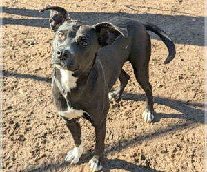 Mutt Dogs for adoption in Anniston, AL, USA