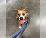 Small #6 American Pit Bull Terrier