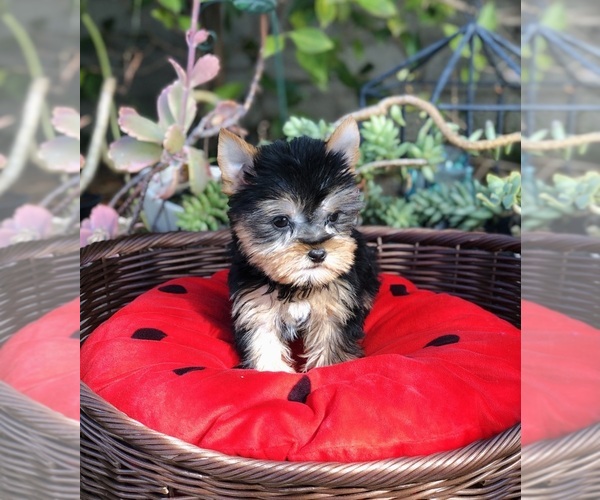 Medium Photo #5 Yorkshire Terrier Puppy For Sale in LOS ANGELES, CA, USA