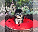 Small Photo #5 Yorkshire Terrier Puppy For Sale in LOS ANGELES, CA, USA