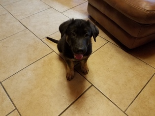 German Shepherd Dog Puppy for sale in MANVEL, TX, USA