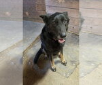 Small #2 German Shepherd Dog