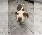 Small #10 American Staffordshire Terrier Mix