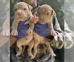 Small #1 American Bully