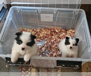 Panda  Purdy - Female Pomeranian Puppy for Sale