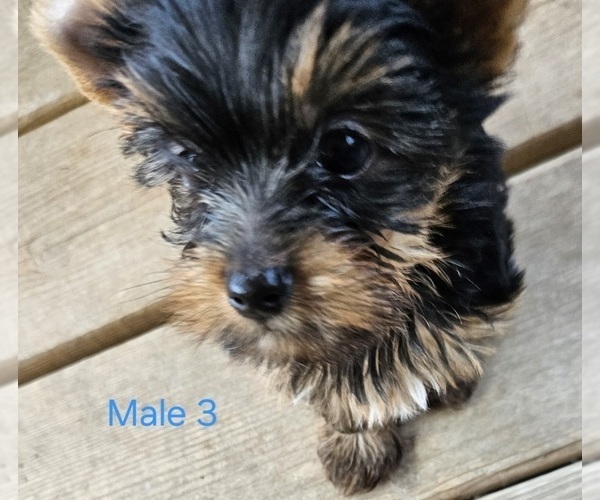 Medium Photo #8 Yorkshire Terrier Puppy For Sale in CONKLIN, NY, USA