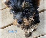 Small #7 Yorkshire Terrier