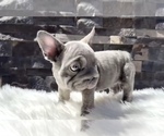 Small #8 French Bulldog