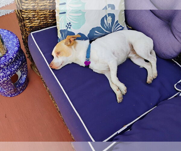 Medium Photo #4 ShiChi Puppy For Sale in Aurora, CO, USA