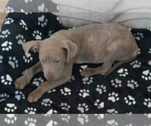 Medium Photo #22 Mutt Puppy For Sale in New York, NY, USA
