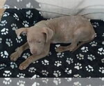 Small #21 Mutt