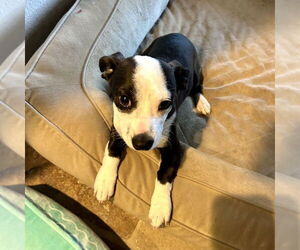 American Staffordshire Terrier-Unknown Mix Dogs for adoption in San Juan Capistrano, CA, USA