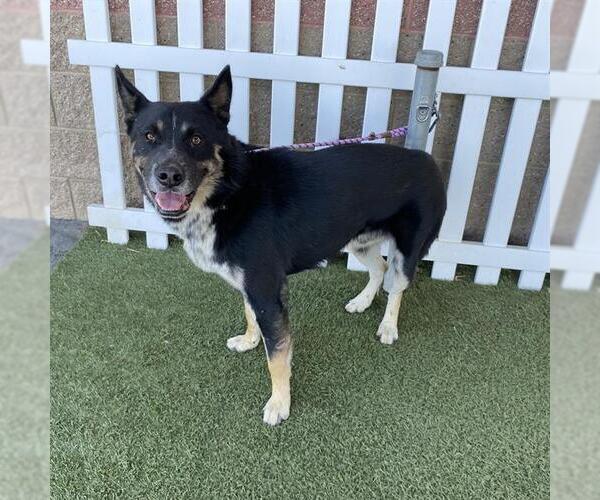 Medium Photo #1 Gerberian Shepsky Puppy For Sale in Modesto, CA, USA