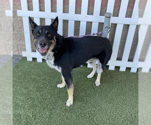 Gerberian Shepsky Dogs for adoption in Modesto, CA, USA