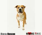 Small #6 American Staffordshire Terrier Mix