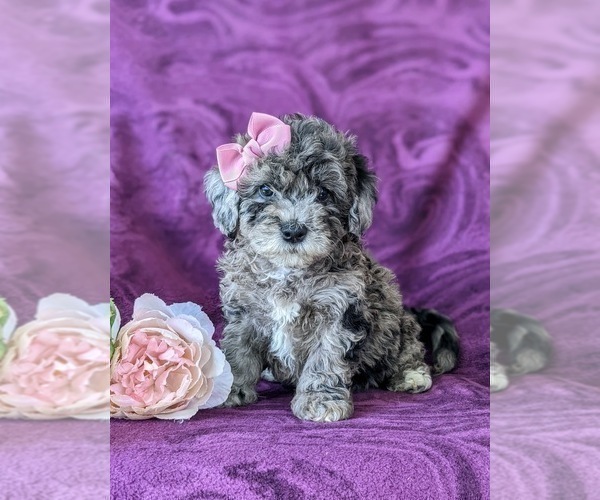 Medium Photo #6 Sheepadoodle Puppy For Sale in GLEN ROCK, PA, USA