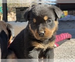 Small Photo #4 Rottweiler Puppy For Sale in DESERT HILLS, AZ, USA