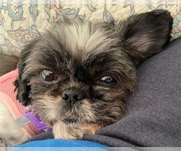 Medium Photo #4 Shih Tzu Puppy For Sale in St. Louis Park, MN, USA