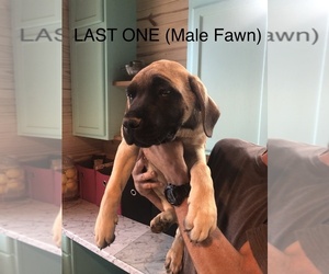 Mastiff Puppy for sale in BRANTLEY, AL, USA