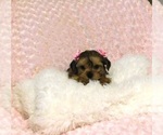 Small Photo #4 Shorkie Tzu Puppy For Sale in WARRENSBURG, MO, USA