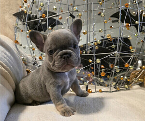 French Bulldog Puppy for sale in COLUMBIA FALLS, MT, USA