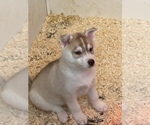 Small Photo #2 Siberian Husky Puppy For Sale in FRESNO, CA, USA